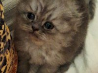 Scottish Fold Kedisi Dişi Ve Erkek