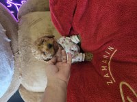 WC EĞİTİMLİ YAVRU TOY POODLE