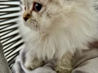 Scottish Fold Longhair Blue point Dünyalar tatlısı yavru