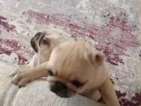 Pug mops yavrular ırk sağlık garantili