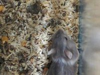 GONZALES, SURİYE HAMSTER VE PANDA MİCE