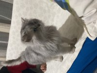 Scottish fold oscar için yuva arıyoruz