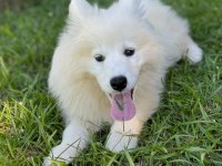 IRK GARANTİLİ SAMOYED YAVRULARI