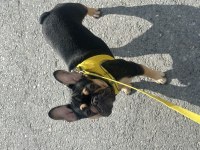 1 YAŞINDA FRENCH BULLDOG KIZIMIZA YUVA ARIYORUZ