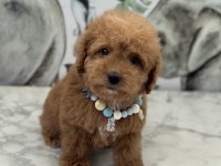 ORJİNAL MALTİPOO
