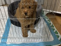 4 aylık dişi toy poodle