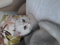 British shorthair