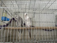 Uyumlu dolu dolu çift sultan papağanı