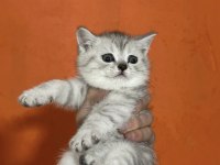 TABBY BRİTİSH SHORTHAİR