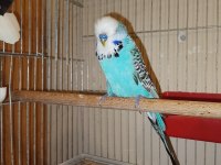 Erkek Show Jumbo Muhabbet Kuşu