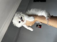 Sevimli Scottish Fold Bebekler Yeni Yuvalarına Hazır