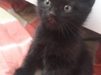 Yeni yuvalarını bekliyor 30 mart doğumlu british shorthair