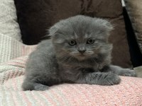 British shorthair ve scottish fold yavrular