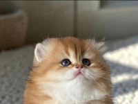 Safkan British Shorthair Ve Longhair Golden Yavrular