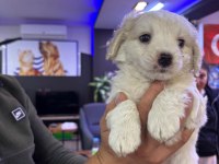 Beyaz Tüy Dökmez Maltipoo Bebekler