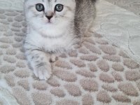 2 aylık erkek british shorthair silver yavrumuz