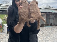 Kilo garantili toy ve kore poodle yavrularım