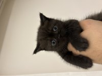 10 Temmuz Doğumlu British Shorthair Yavrular