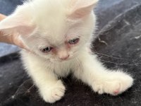 Güzeller güzeli british shorthair dişi