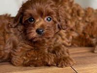 Premium Toy Poodle