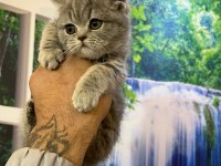 2 Aylık British Shorthair Yavrular