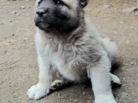 ORJİNAL İSTEYENE DEĞERLİ KANGAL