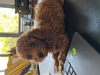 2 aylık erkek poodle