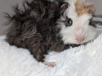 Guineapig Yavrular Aynı Gün Set Halinde Teslim Edilir