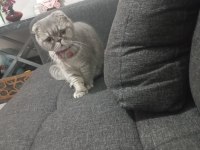 Çok tatlı scottish fold dişi uygun puana