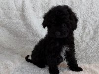 Black yorkshire terrier