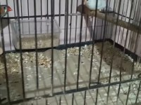 Yavru Alınmış Zebra İspinozu