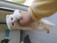 Scottish fold erkek