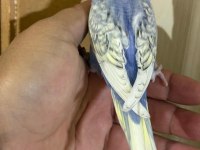 30 GÜNLÜK KUSURSUZ BEBEK MUHABBET KUŞU