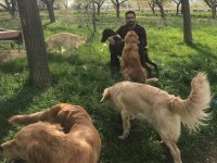 OYUNCU GOLDEN RETRİEVER DİŞİ