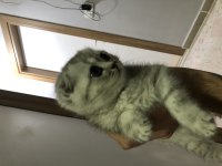 Kedimize iyi bakabilecek aile aranıyor