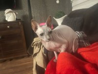 4 yaşında dişi sfenks