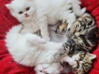 British Longhair Ve British Shorthair Yavru Kedi