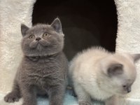 British shorthair bebekler