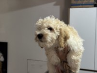 Wc eğitimli aşılı karneli maltipoo yavrularımız