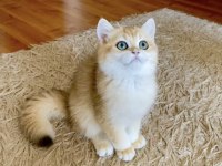 Safkan British Shorthair Golden erkek yavru