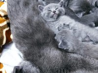 Scottish fold 1 aylık yavrular