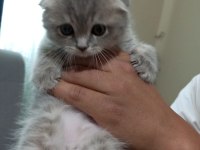 Scottish fold bebeklerim yeni yuvalarına gitmeye hazır