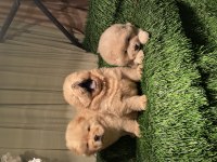 ESKİMO POFUDUK CHOW CHOW BEBEKLERİMİZ