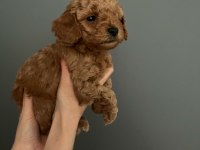Dişi 0 numara toy poodle bebeği