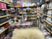 Pomeranian Boo 3 aylık