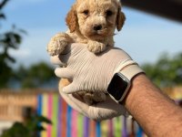 Maltipoo Yavrular Adrese Gönderim ve Kapıda Ödeme Vardır