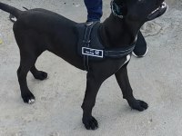 Cane Corso karnesi varsorunsuz