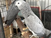 BEBEK JAKO PAPAĞANLARI