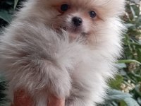 MİNNAK POMERANİAN BOO BEBEKLER