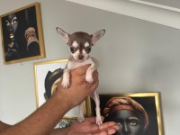 Chihuahua elma kafa ped eğitimi var 58 günlük
